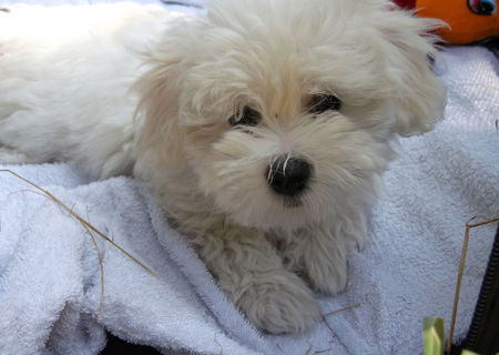 pierdut bichon maltez