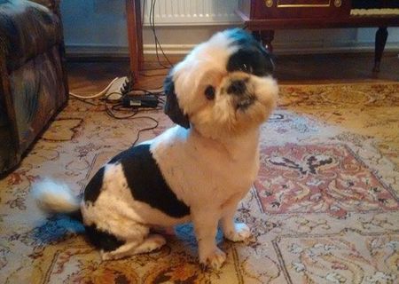 Pierdut Shih Tzu, oferim recompensă