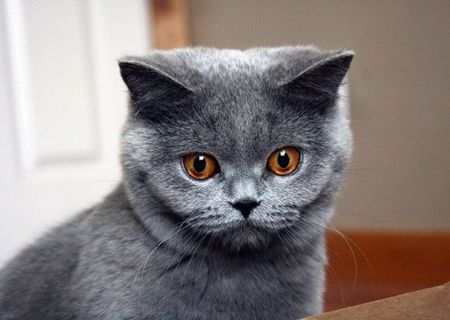 pisici British Shorthair Blue