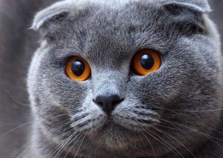 pisici Scottish Fold Shorthair Blue