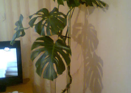 plante decorative