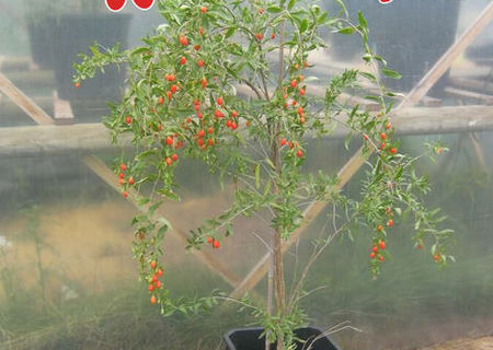 Plante Goji - Soiul Ningxia NQ1