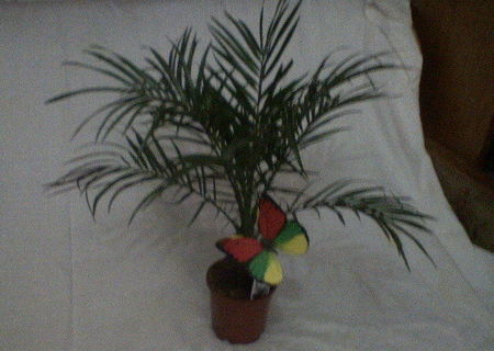 plante ornamentale