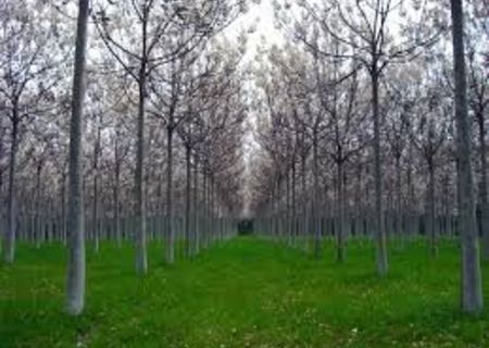 Plante Paulownia Oradea