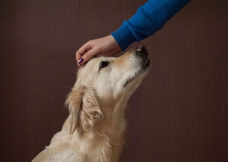 Plimb caini + gama larga de servicii canine, preturi rezonabile Iasi