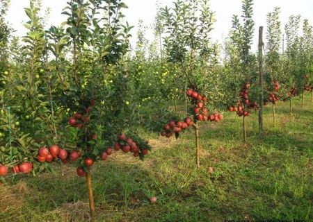 Pomi fructiferi altoiti, certificati