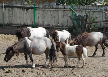 Ponei  3 femele mini shetland