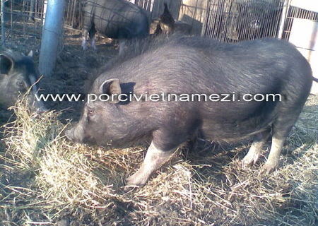 Porci vietnamezi de sacrificat de Craciun.