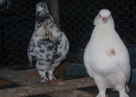 Porumbei de carne(Gainari)