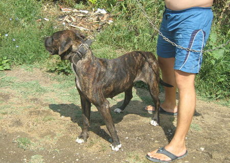 Presa canario