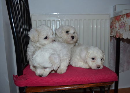 Pui albi Bichon Maltese