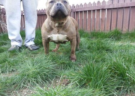 pui american bully