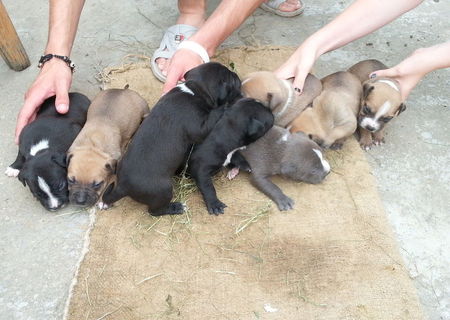 Pui Amstaff (American Staffordshire Terrier)