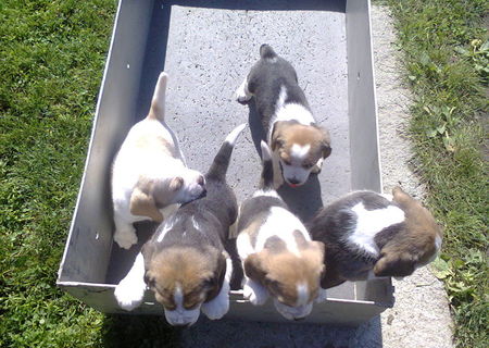 Pui Beagle cu pedigree