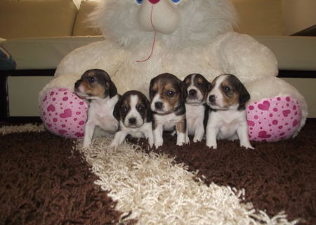 pui beagle tricolor