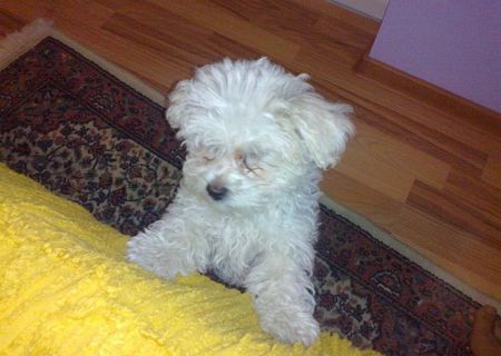 pui  bichon+caniche 300 ron