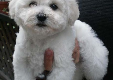 pui bichon+caniche 450.ron