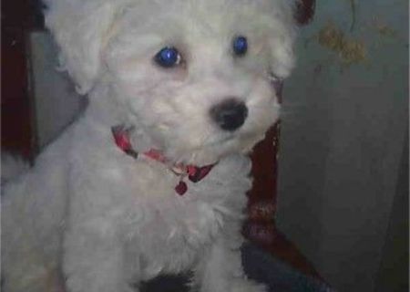 pui bichon frise