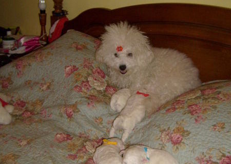 Pui bichon frise