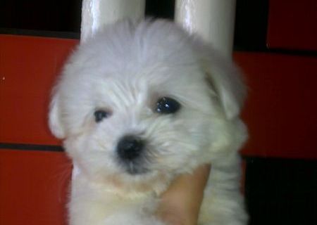 pui bichon havanez albi 500 ron