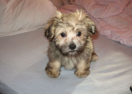 pui bichon maltese toy