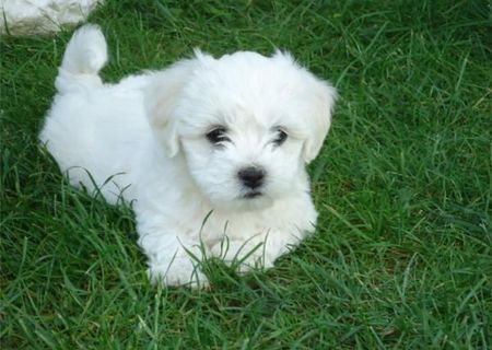 pui bichon maltesse la super pret