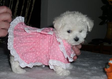 pui bichon maltez femela 500 ron