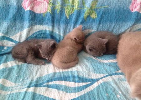 pui british shorthair