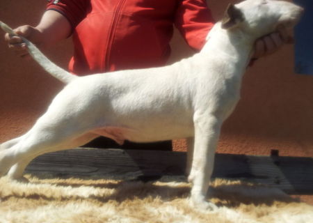 pui bull terrier