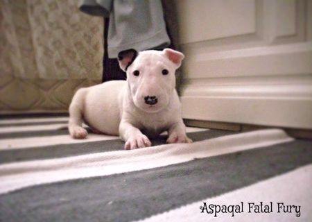 PUI BULL TERRIER disponibili