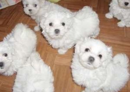 pui caniche cu bichon 450 ron