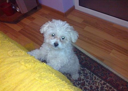 pui caniche cu bichon albi 300 ron