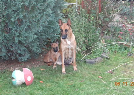 Pui ciobanesc belgian Malinois