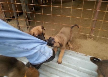 Pui ciobanesc belgian malinois