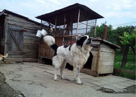 Pui ciobanesc de Bucovina