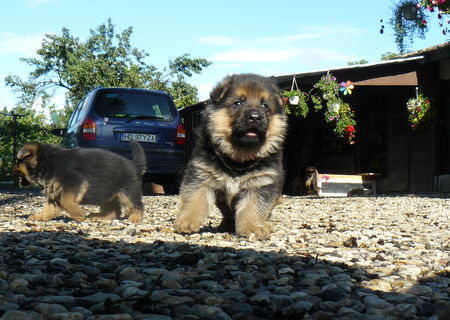 Pui ciobanesc german (German Shepherd) caine lup. 5 sapt