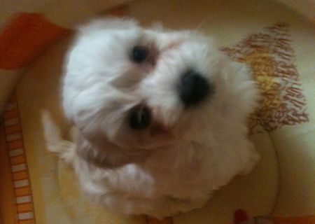 Pui de bichon maltese de vanzare!