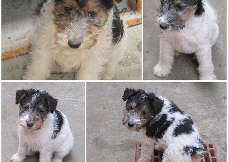 Pui de Fox terrier