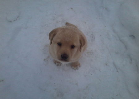 Pui de labrador retriever