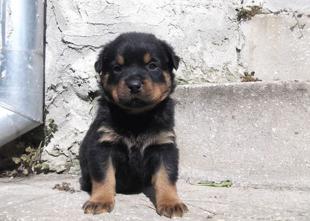 pui de Rottweiler