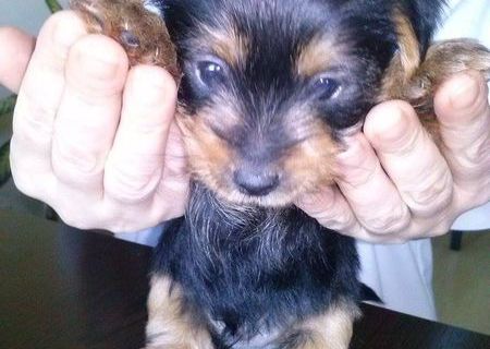 Pui de Yorkshire Terrier