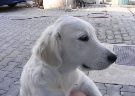 Pui Golden Retriever