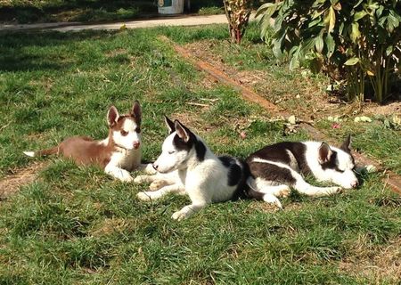 pui husky siberian