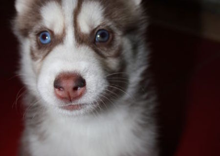 Pui Husky Siberian pufosi si deosebiti