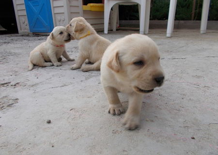 pui labrador