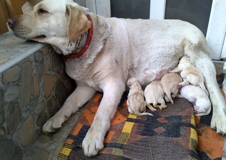 Pui Labrador cu pedigree