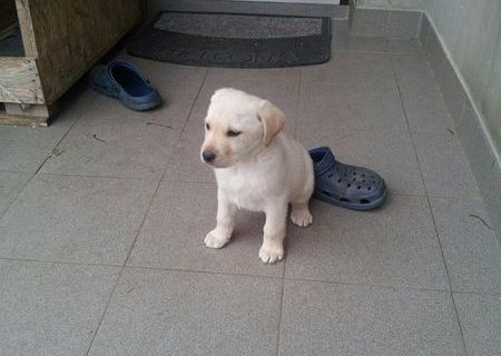 pui labrador retriever auriu