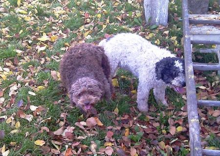 Pui Lagotto Romagnolo - caine trufe