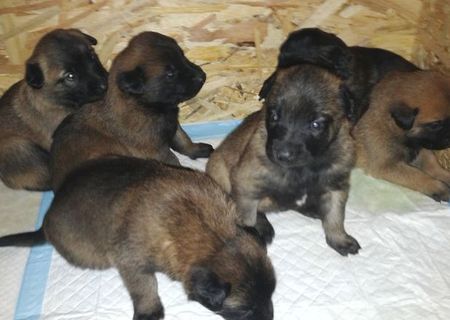 Pui Malinois cu pedigree tip A