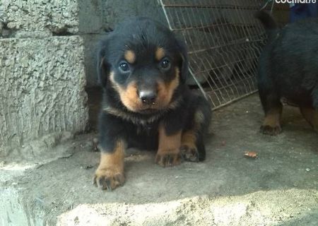 Pui rottweiler